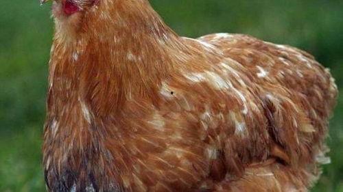 吃瓜群众的母鸡是谁啊视频,揭秘“吃瓜群众母鸡”背后的神秘身份