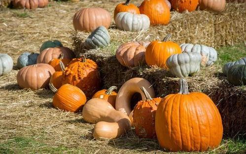 吃瓜群众蛋仔派对瓜,揭秘吃瓜群众的欢乐盛宴